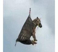 Zebra resgatada por helicóptero após inundação num país africano