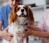 Levar o seu pet ao veterinário sempre que haja sintomas 
