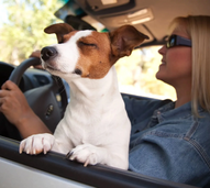 Cão viaja de carro com dona para umas férias relaxantes