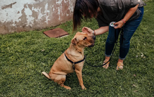 Estratégias para proteger cão de fuga ou roubo