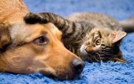 É mesmo verdade que os cães e gatos não se podem nem ver? Mitos e verdades sobre os mais queridos animais de estimação