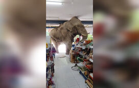 Elefante entra em supermercado na Tailândia e ‘ataca’ prateleiras