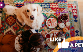 Não deixe comida perto destes pets: corre o risco de ficar sem almoço!