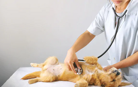É mesmo verdade que o patudo fica com excesso de peso após a esterilização? Nós temos a resposta!
