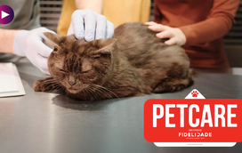 Estes são os mitos sobre a esterilização do seu pet, que o estão a enganar até hoje!
