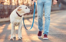 O seu cão precisa de mais controlo ou de mais liberdade nos passeios? Vamos descobrir!