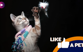 Os gatos são animais hilariantes e este episódio é a prova disso!