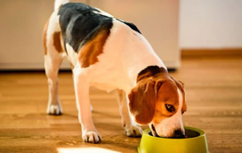 O seu cão acabou de comer? Evite a atividade física, principalmente se o patudo for de grande porte. Saiba porquê!