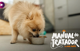 Os cães devem ter horários fixos para comer? Saiba a verdade aqui!