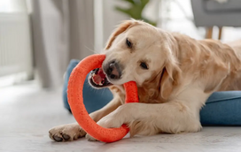 Nem todos os brinquedos são próprios para o seu cão: podem parecer inofensivos mas são bastante perigosos!