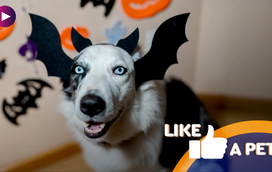 Não estamos no Halloween, mas estes pets levam a taça de mais aterradores... ou mais fofos