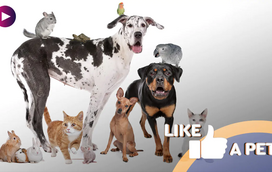 Pets unidos, jamais serão vencidos!