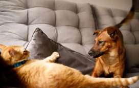 Tem um animal em casa e não quer que nada de mal lhe aconteça? Siga os nossos conselhos e previna acidentes com o seu pet