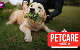 Imprevistos acontecem! Tem a casa livre de perigos para o pet?