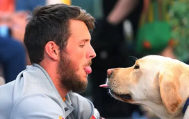 Estas são as 5 raças de cães que dariam a vida pelo dono
