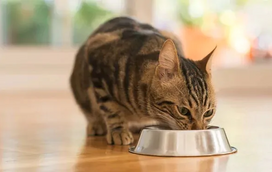 Tem um gato? Não lhe ofereça nenhum destes alimentos!