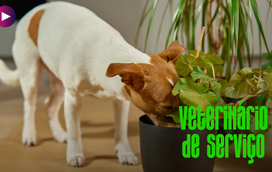 O seu amigo ingeriu algo que não devia? Cuidado com o que tem em casa!