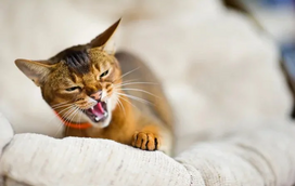 O seu gato rosna? Não, não é normal: há algo que o está a incomodar!