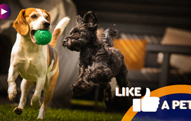 Estes pets têm uma obsessão: a bola!