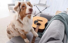 Será que os cães sabem cantar e setem os ritmos? Fique a saber tudo aqui