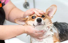 O calor está aí e os cheiros podem intensificar-se: o seu patudo tem largado odor mais intenso? Vamos perceber porquê e ajudar a resolver este problema