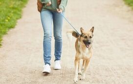 Estes são os 5 truques para educar o seu cão da melhor forma, com calma e sem frustrações