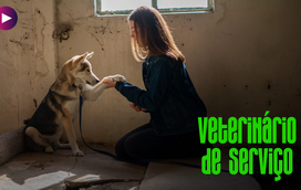 Pet abandonado? Saiba como deve proceder