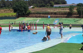 O seu cão tem medo de água? Saiba como superar esse receio em conjunto!