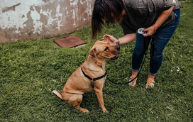 Aprenda estas 4 táticas infalíveis para evitar que o seu cão fuja ou seja roubado