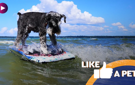 Prepare-se para aulas de estilo, com estes cães surfistas!