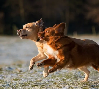 Não se assuste quando o seu cão começa a correr de um lado para o outro de forma descontrolada. Há uma razão para isso  