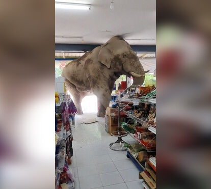 Elefante entra em supermercado na Tailândia e ‘ataca’ prateleiras