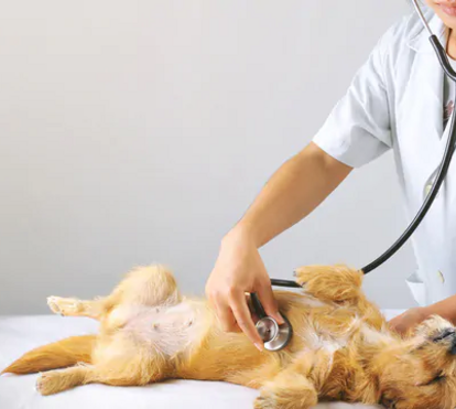 Os parasitas são os maiores inimigos dos nossos animais. Estes são os 7 que mais incomodam os nossos patudos no Outono