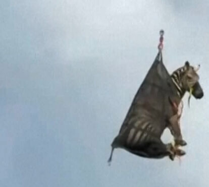 Zebra em ‘fuga’ nos EUA há sete dias foi capturada e transportada de helicóptero