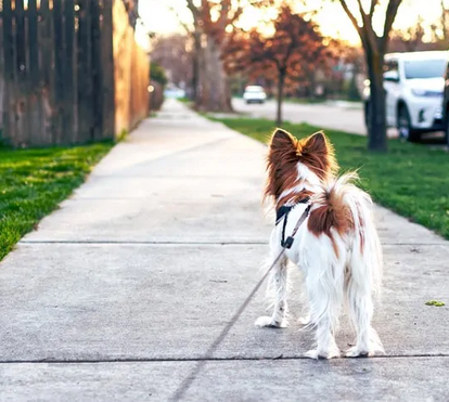 Sabia que a taxa de abandono de animais cresce todos os verões? Não troque as férias pelo seu fiel amigo
