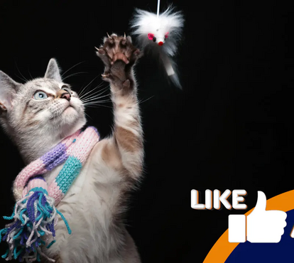 Os gatos são animais hilariantes e este episódio é a prova disso!