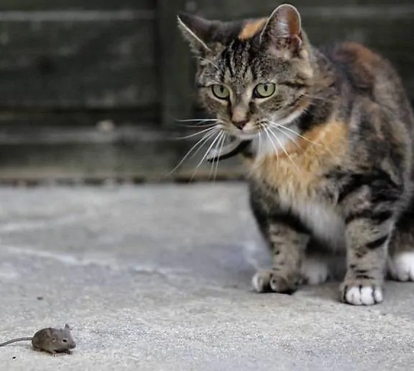 O gato anda sempre atrás do rato? Nem sempre é porque o quer comer... Eis as razões para o felino não resistir ao pequeno roedor