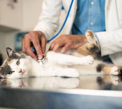 O seu pet não gosta de ir ao veterinário e fica muito ansioso sempre que chega a hora da consulta? Perceba aqui como transformar esse momento de stresse em algo agradável para todos