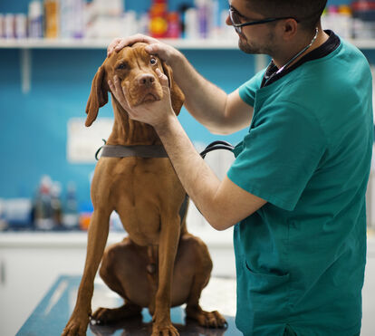 Conheça as 6 doenças mais comuns que podem ser transmitidas de patudos para humanos e os cuidados ter para proteger a família e o pet