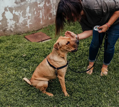 Não sabe se o seu cão precisa de um treinador profissional? Nós tiramos-lhe todas as dúvidas!