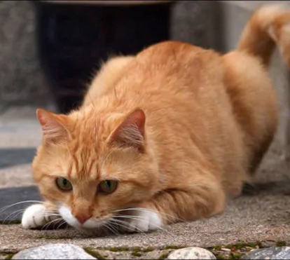 Atenção aos carros, às saídas em hora de mais movimento e à chuva e nevoeiro. Estes são 5 cuidados que tem que ter para proteger os gatos de exterior no inverno