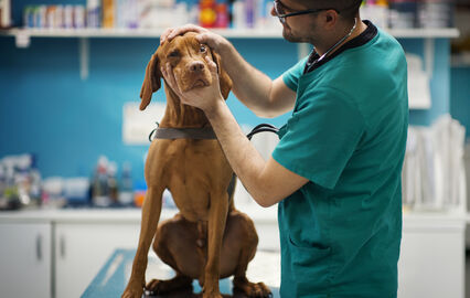 Veterinário examina cão: Fidelidade Pets garante os melhores cuidados de saúde para animais de estimação