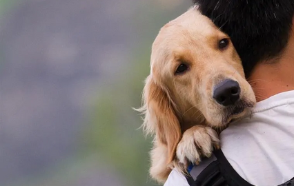 Lidar com a perda de um animal de estimação é um processo de luto intenso e legítimo.
