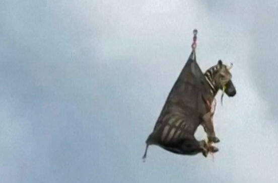 Zebra resgatada por helicóptero após inundação num país africano