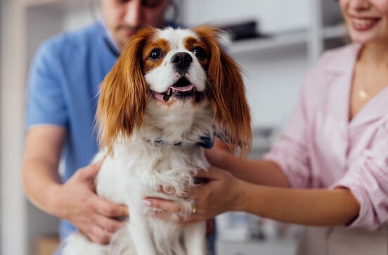 Levar o seu pet ao veterinário sempre que haja sintomas 
