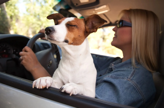 Cão viaja de carro com dona para umas férias relaxantes