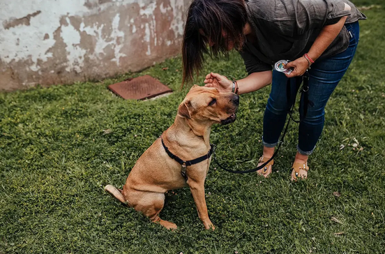 Estratégias para proteger cão de fuga ou roubo