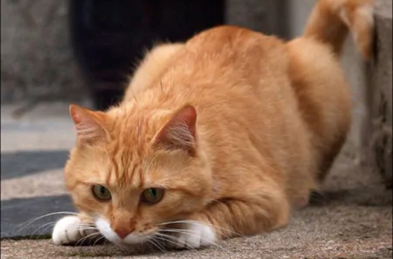Gato laranja perdido ou abandonado precisa de ajuda na rua