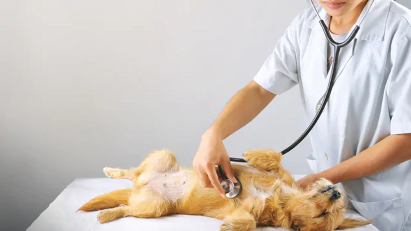 Veterinário examina cão: desmistificando mitos sobre a esterilização animal.
