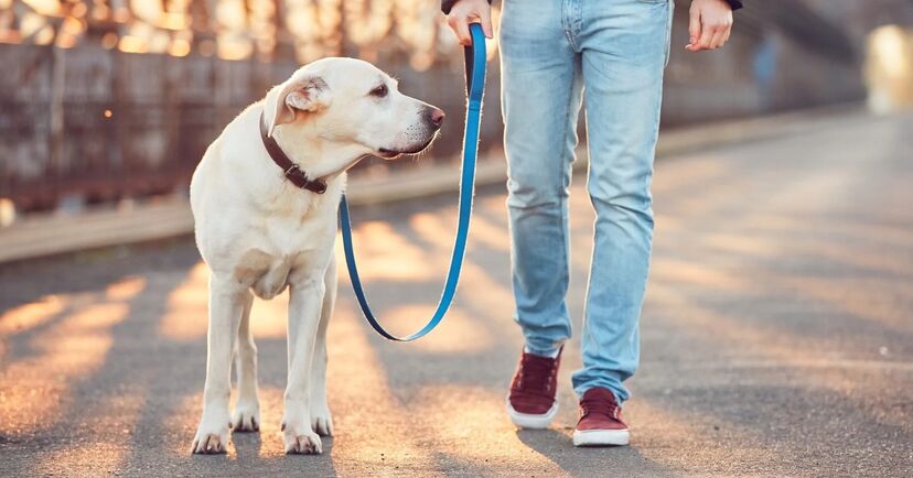 Passeio com um cão: equilíbrio entre controlo e liberdade para o patudo explorar